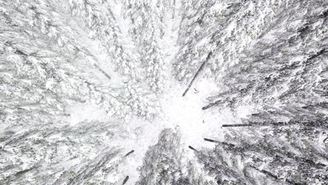 Flight-above-Winter-Forest