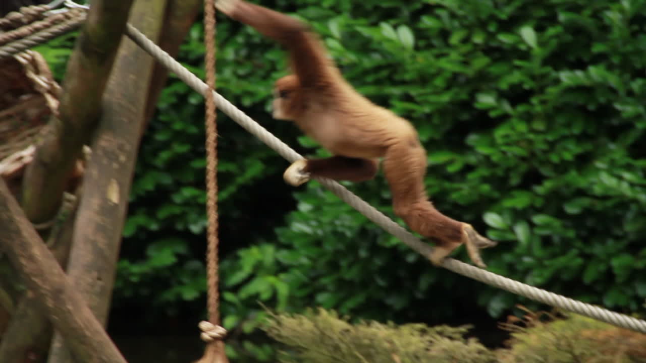 Lar Gibbon Monkey Sitting, Walking Over Rope And Swinging In Zoo Free ...