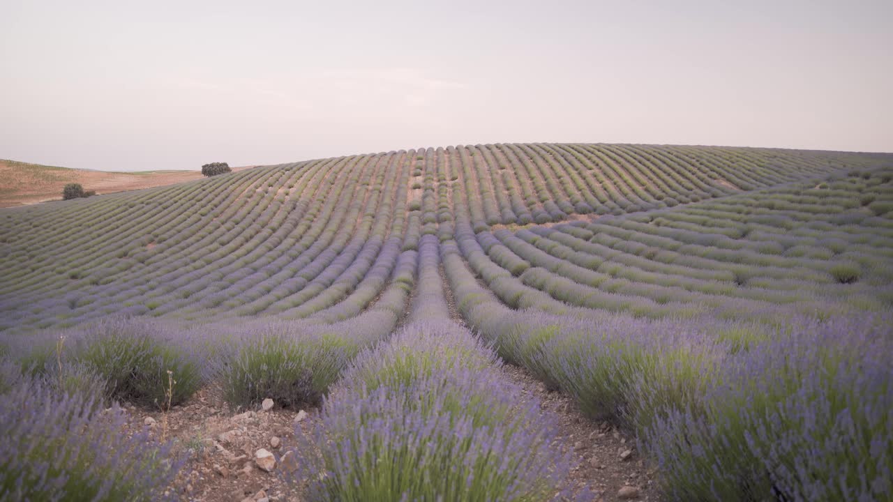Groothoekopname van lavendelveld bloemen die wuiven in de wind in Cuenca, Spanje, tijdens een prachtige zonsondergang met zacht licht