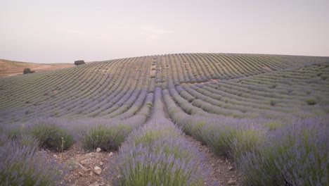 toma amplia de flores de campo de lavanda meciéndose en el viento en cuenca, españa, durante la hermosa puesta de sol con luz suave