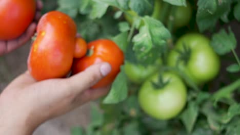 gardener holding tomatoes, natural farming and organic food production