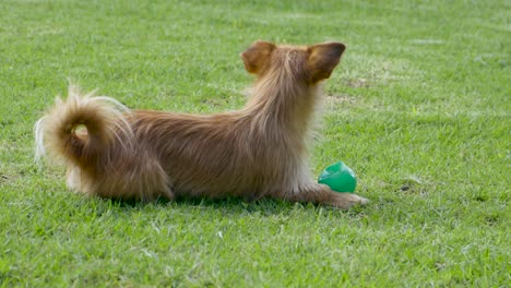 perro marrón tirado en la hierba protegiendo su bola verde