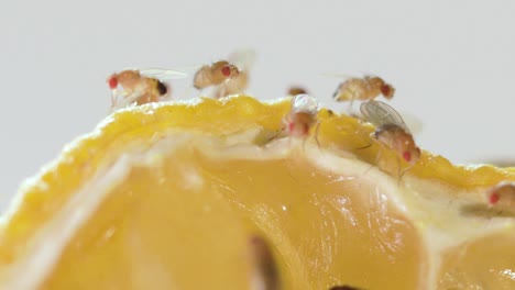 extreme close up fruit flies feasting on a rotting lemon