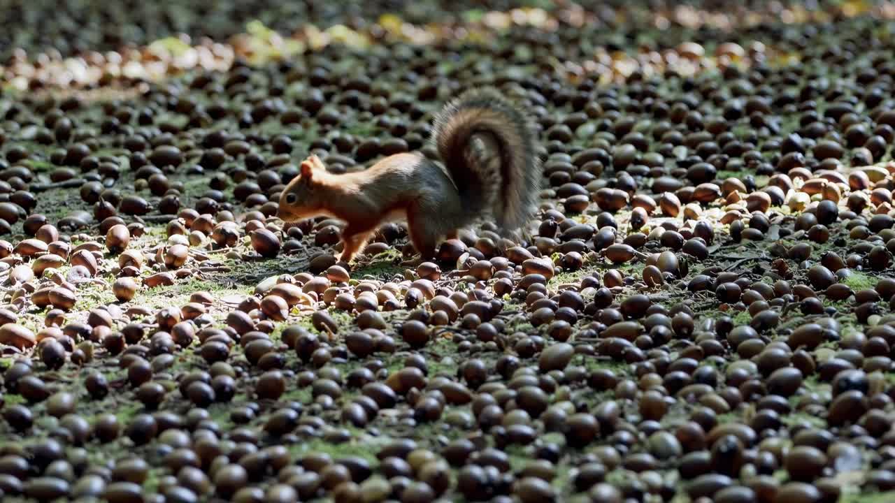 Low-angle video capturing a forest floor blanketed with acorns, highlighting a squirrel in motion