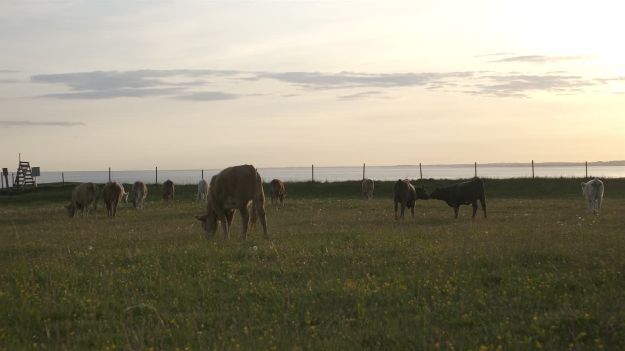 En hjord kor som äter gräs med Östersjön i bakgrunden i södra Sverige, Skåne, Österlen, Kåseberga nära Ales Stenar, handhållen vidvinkelbild silhuett