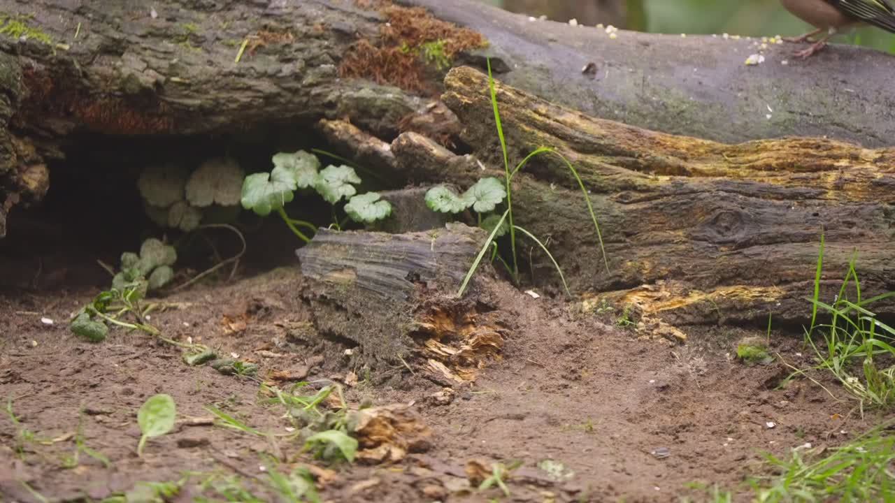 Eurasian robin standing on mossy log in slow motion in Dutch forest