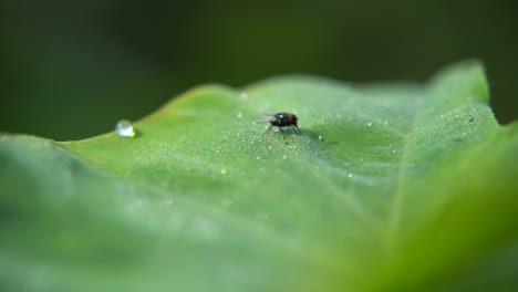 a fly is sitting on a leaf