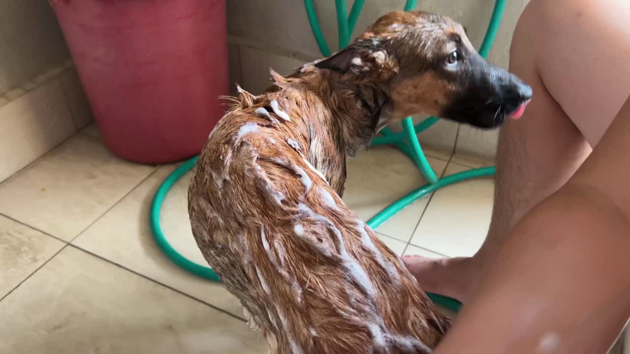 pastor belga joven que se ducha con su dueño, limpiando bien con burbujas y rascando suavemente todo el cuerpo, primer plano