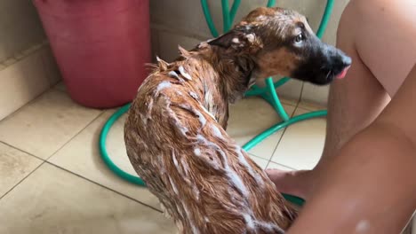 pastor belga joven que se ducha con su dueño, limpiando bien con burbujas y rascando suavemente todo el cuerpo, primer plano