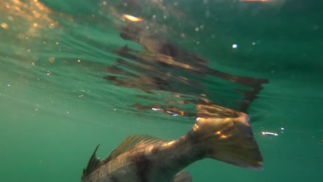 fish tail dances across surface of water reflecting dreamy light rays