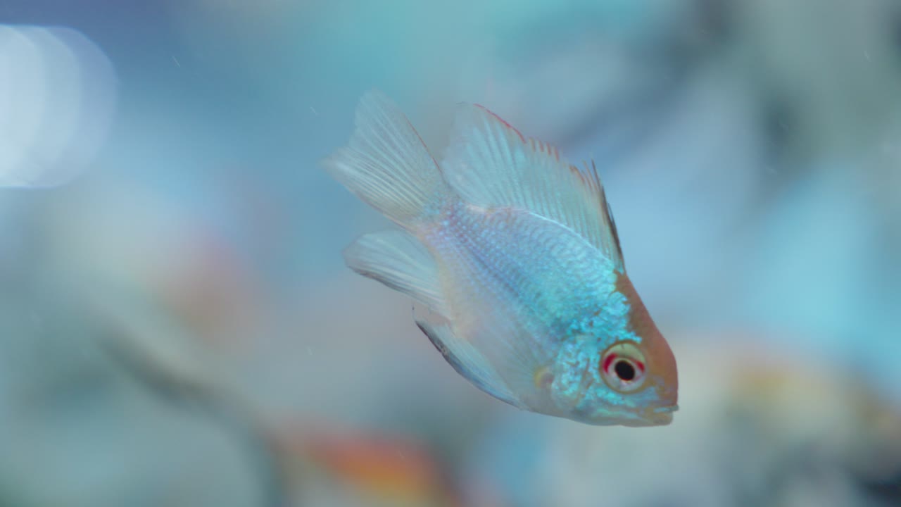 el cíclido ram azul, mikrogeophagus ramirezi, es una especie de pez de agua dulce