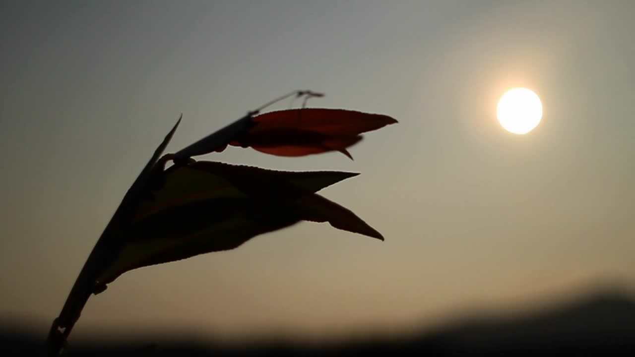 바람에 날리는 태양 아래 식물