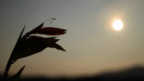 planta al sol soplando en el viento