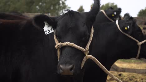 two black cows tied to fence post