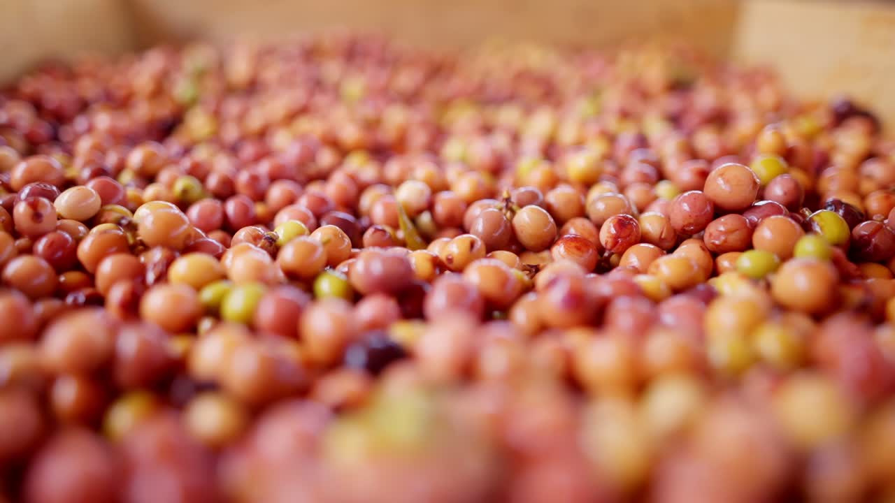 Close up view in slow motion of fresh and exotic red and yellow coffee cherry beans during the harvesting in an artisanal farm in Central America.