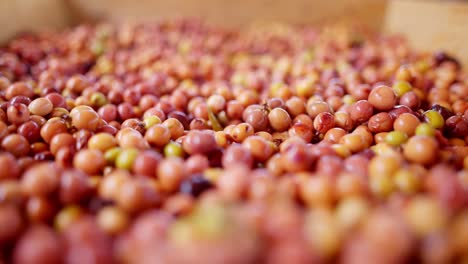 close up view in slow motion of fresh and exotic red and yellow coffee cherry beans during the harvesting in an artisanal farm in central america.