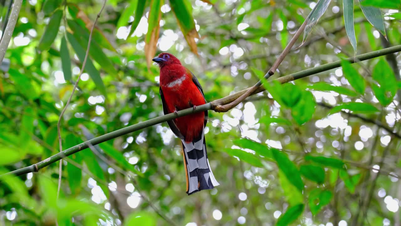 빨간 머리 trogon, harpactes erythrocephalus, 태국