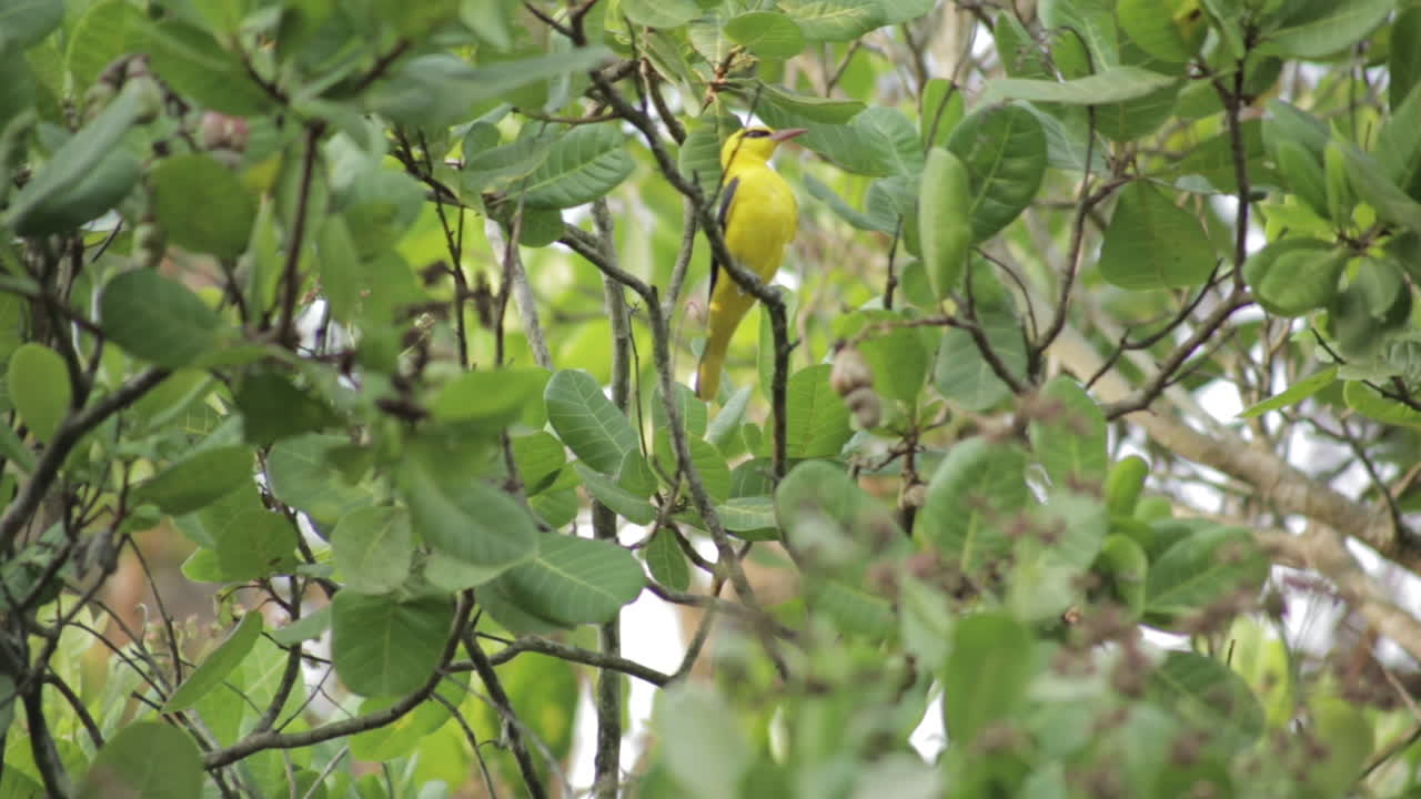 oriole dorado indio en un árbol