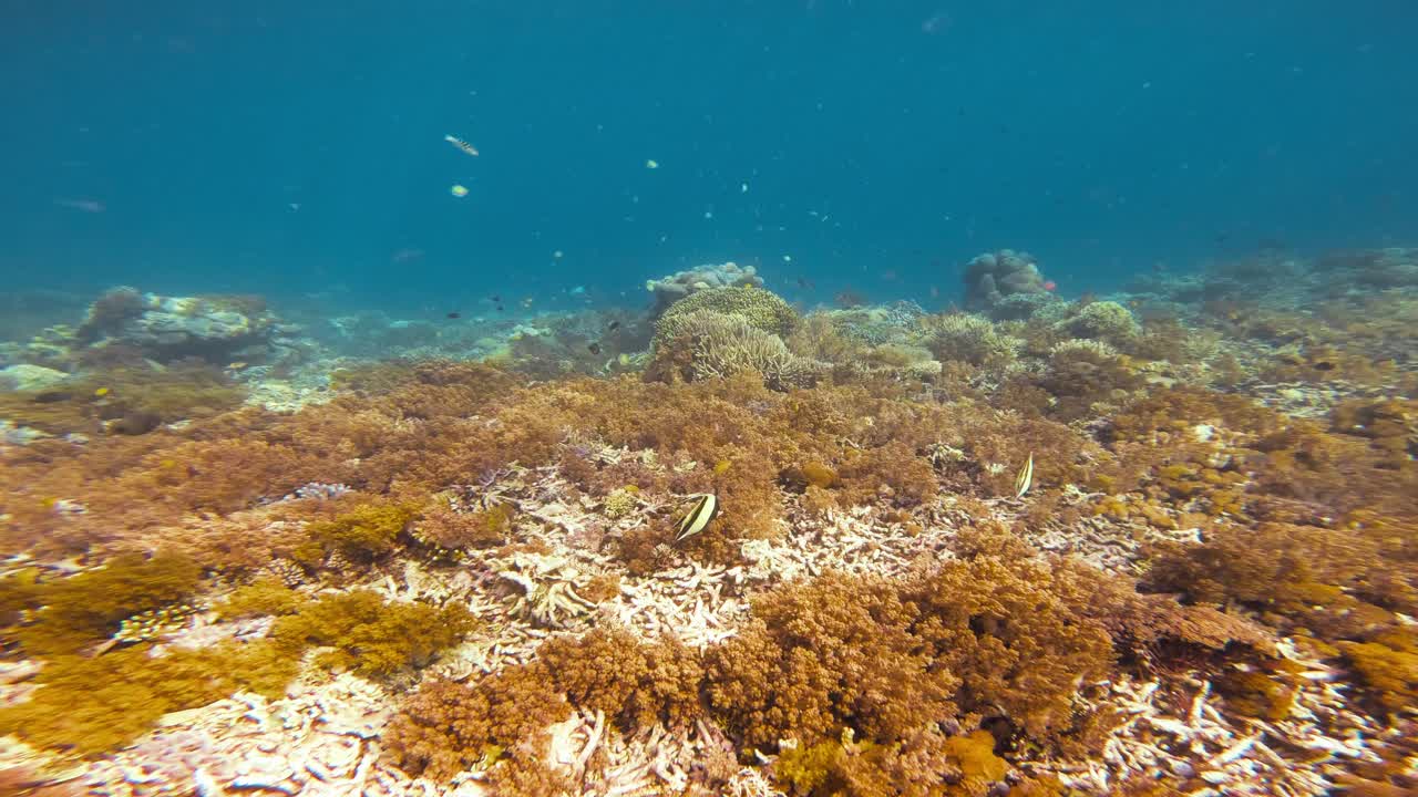 Kameraet beveger seg jevnt over et pulserende korallrev, og avslører det rike biologiske mangfoldet under havoverflaten.