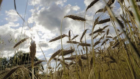 Reife-Reife-Gerste-Auf-Dem-Feld-Mit-Wolken-Im-Hintergrund-Und-Blendenfleck