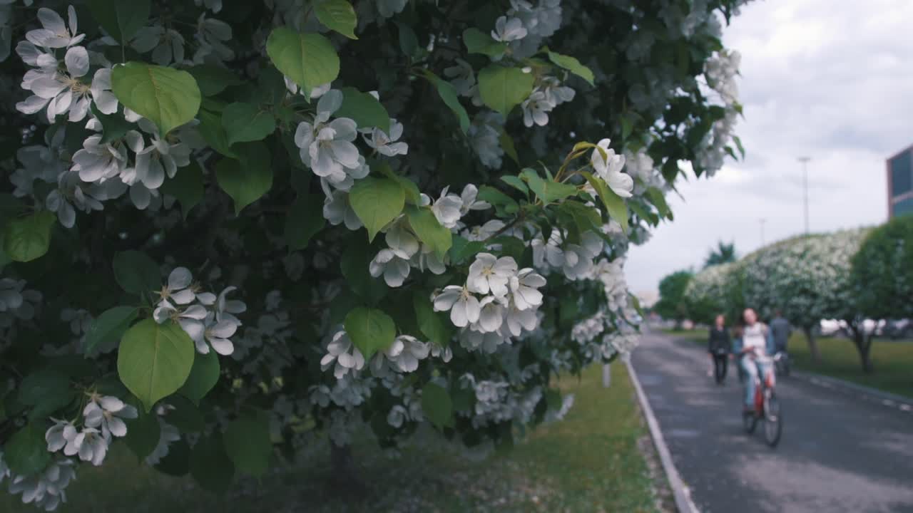 도시 공원 에서 꽃 이 피는 사과 나무