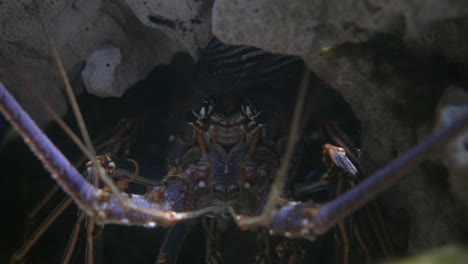 un primerísimo plano de una langosta espinosa en el acuario de florida en tampa, florida, con peces de lubina rayada nadando en el fondo