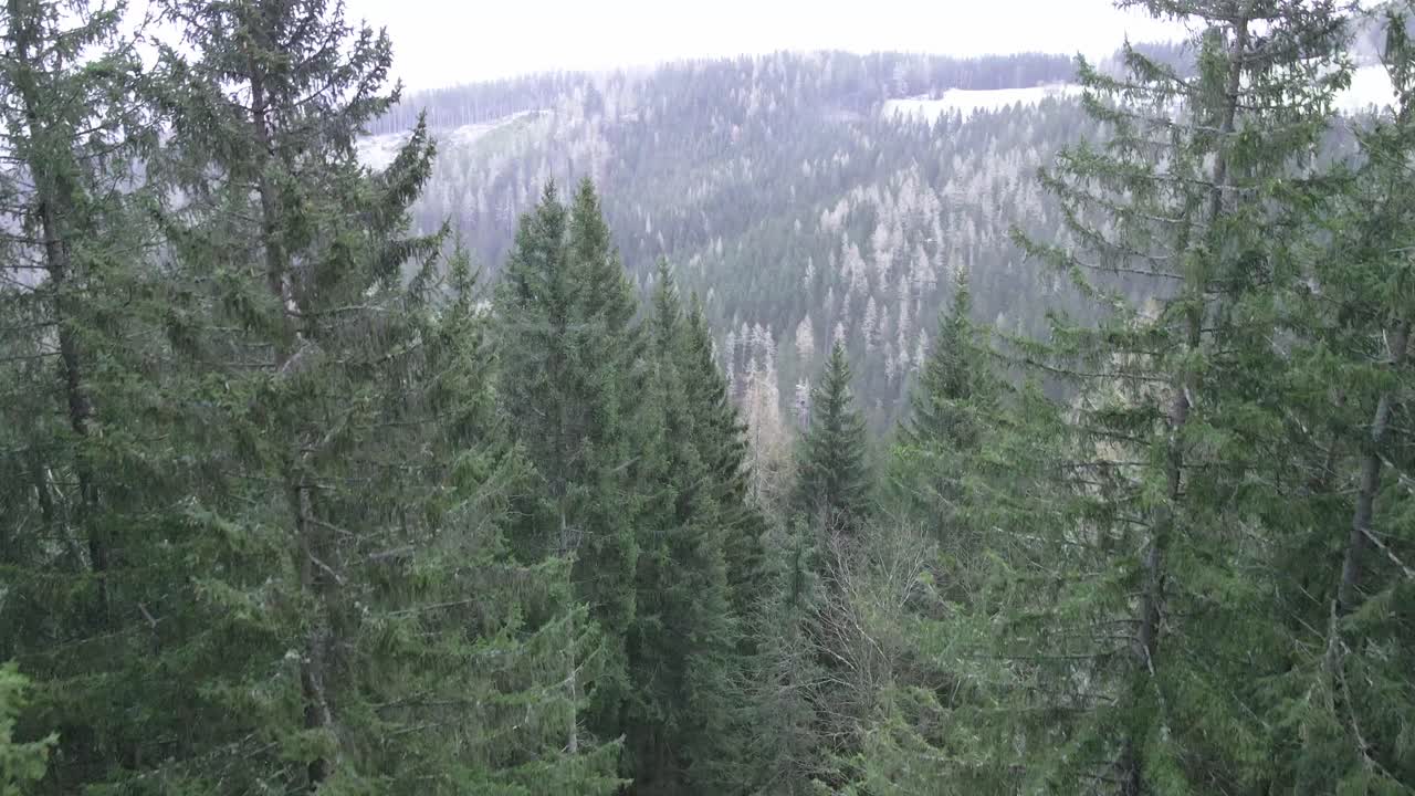 Flying over snowy forest with evergreen trees
