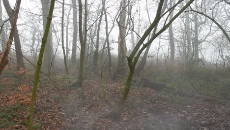árboles de bosque de batalla mística en densa niebla atmosférica brumosa