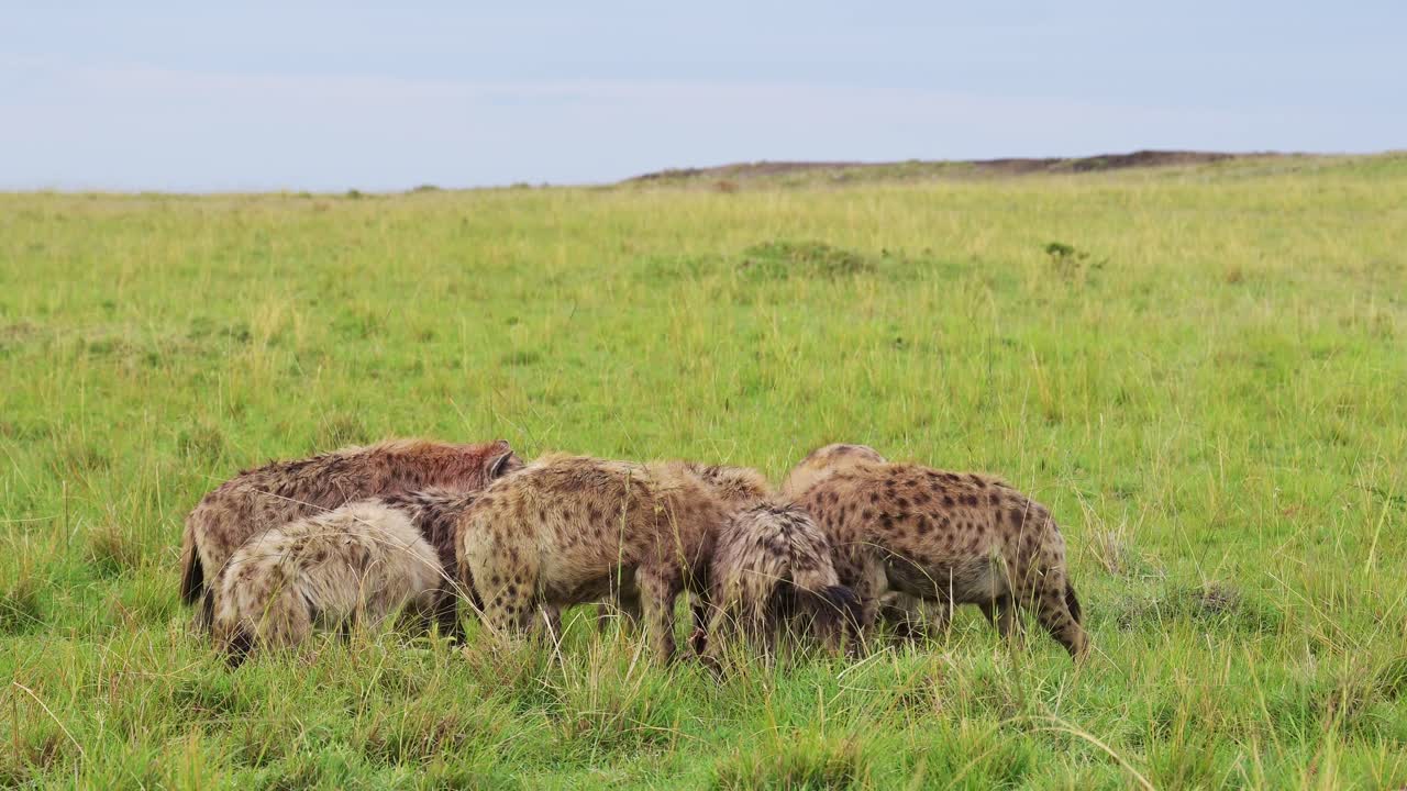 케냐의 마사이 마라 북부 보호구역 (masai mara north conservancy) 에서 사냥을 둘러싼 하이에나 그룹이 사냥의 유해를 먹고 있습니다.