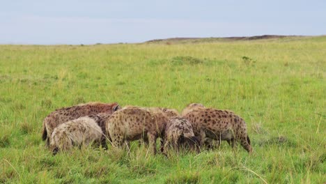 group collection of hyenas surrounding a kill eating on scavenged remains of a kill in the masai mara north conservancy, african wildlife in maasai mara national reserve, kenya