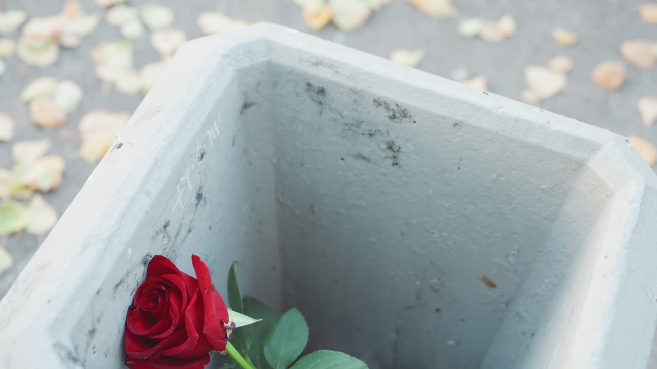 Punainen ruusu pudotettuna roskakoriin lähellä pudonneita lehtiä, lähikuva herkistä terälehdistä betonia vasten, karkea urbaani rakenne, tunnelmallinen kontrasti herättää piilevää kauneutta ja hiljaista melankoliaa.