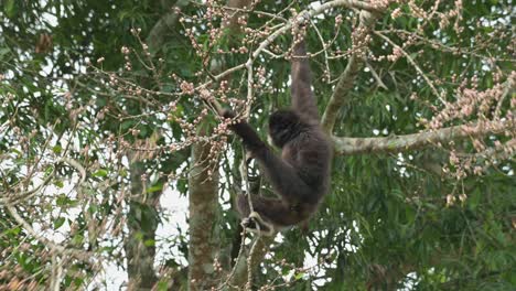 swinging while hanging on branch reaching for the ripened fruits, white-handed gibbon hylobates lar , thailand