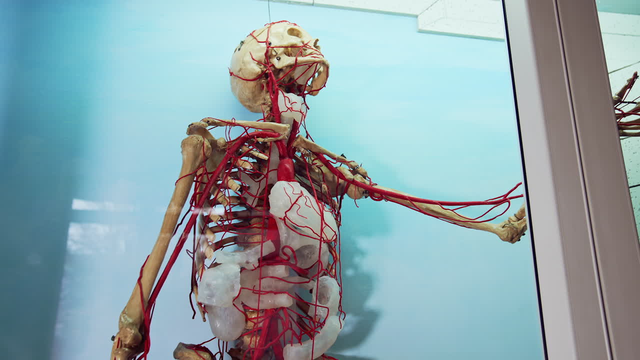 Full size human body skeleton model. Layout skeleton with circulatory system made of plastic on blue background.