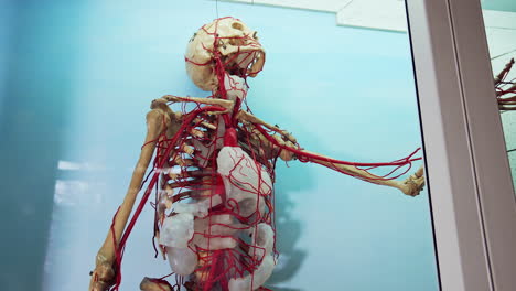 full size human body skeleton model. layout skeleton with circulatory system made of plastic on blue background.
