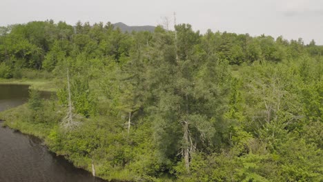 Orbiting-around-dense-forestry-at-edge-of-lakeshore-aerial