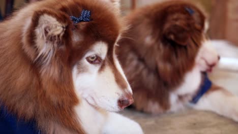 two large, long-haired brown dogs sat waiting with their pet cuteness