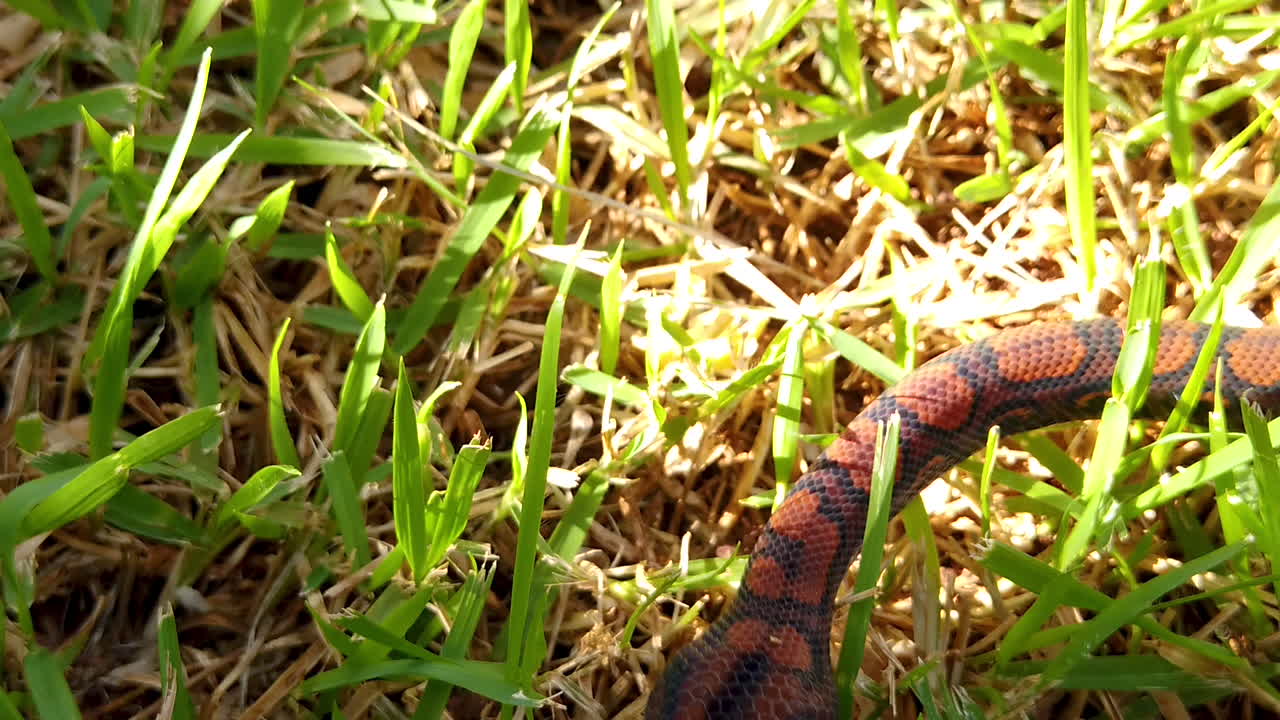 epicrates cenchria es una especie de boa endémica de américa central y del sur