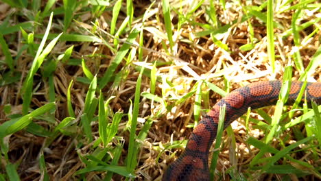 Epicrates-cenchria-is-a-boa-species-endemic-to-Central-and-South-America