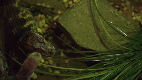 baby caiman crocodile in water at night