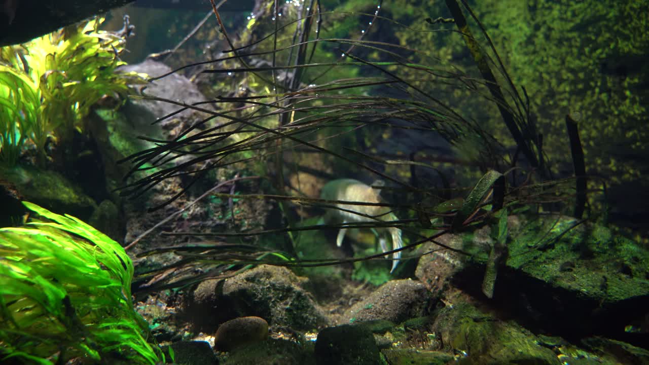 풀과 식물 뒤에 숨어있는 파이크 피쉬 esox lucius