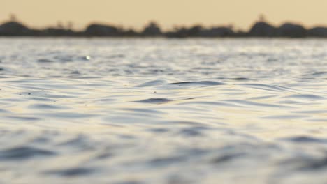 Epic-slow-motion-of-a-wild-gray-seal-diving-into-de-depths-of-the-baltic-sea