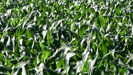 high view of a corn field moved by the wind on rural santa fe province, argentina