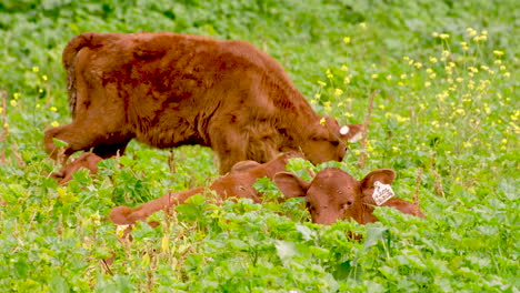 Cow-calves-with-ear-tags-resting-in-lush-green-field-on-farm