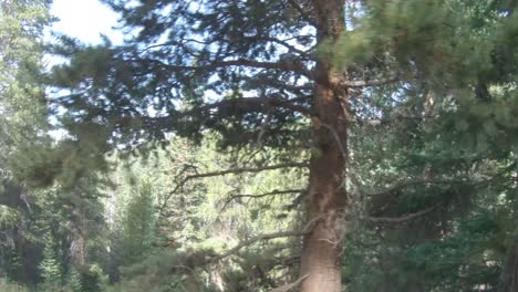 roadside forest footage on an off-road trail in the rocky mountains of colorado
