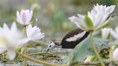 Jacana-De-Cola-De-Faisán-Entrando-En-El-Marco-De-Flores-De-Nenúfar