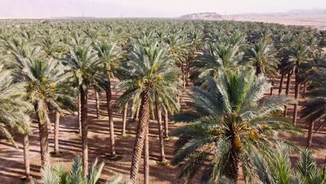 aerial view of rows of green date palms cultivated in a sustainable desert farm, agriculture