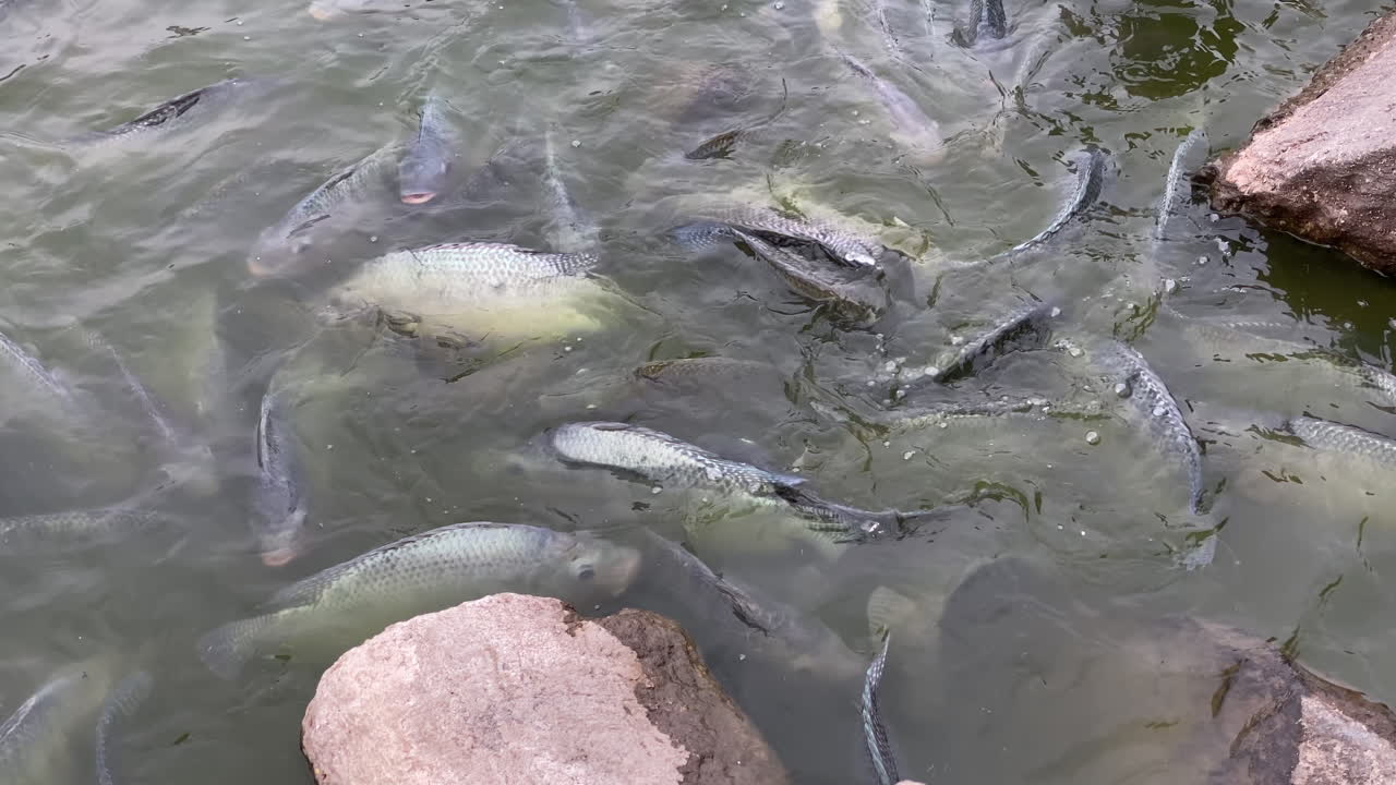 연못 기슭에 높이 쌓인 많은 큰 물고기 수영