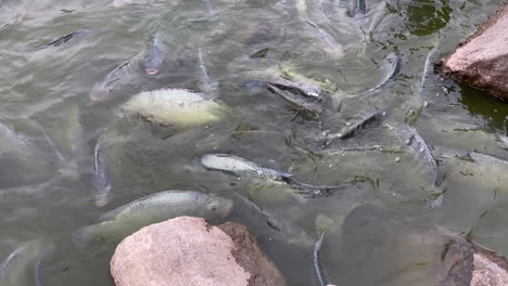 muchos peces grandes nadando apilados en la orilla de un estanque