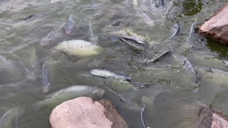 lots of big fish swimming piled high on the shore of a pond