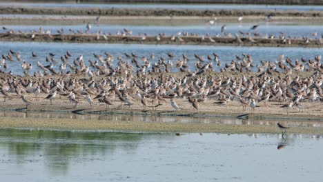 big flock resting on dried mud in the middle of the saltpan while some fly away towards the left, shorebirds, thailand